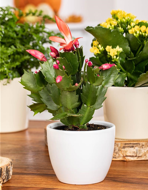 Schlumbergera Exotic Red