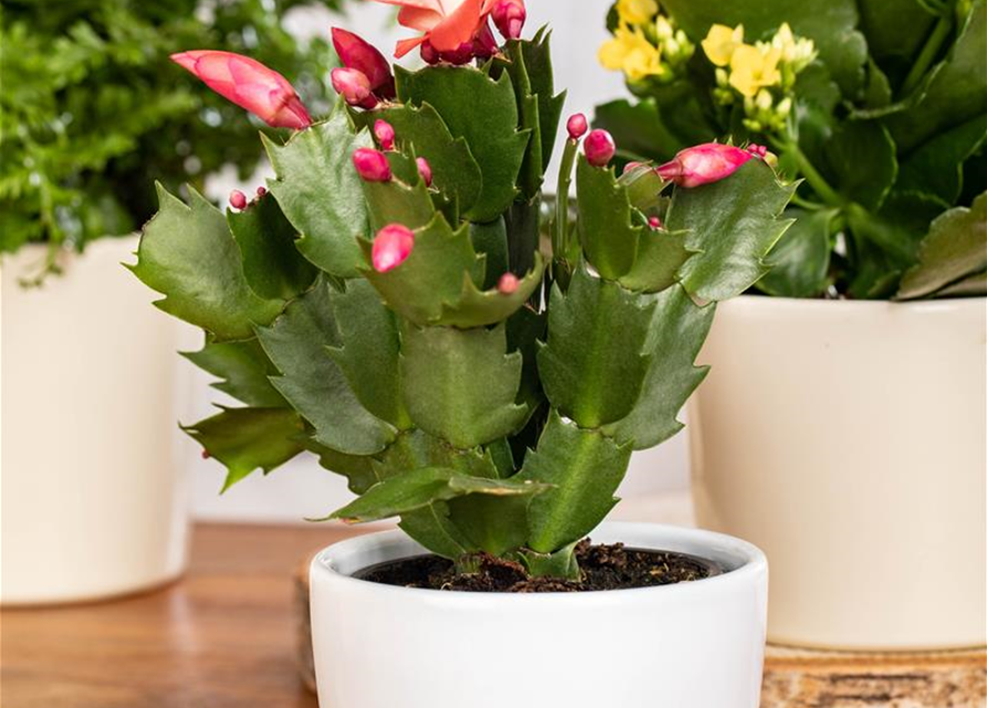 Schlumbergera Exotic Red