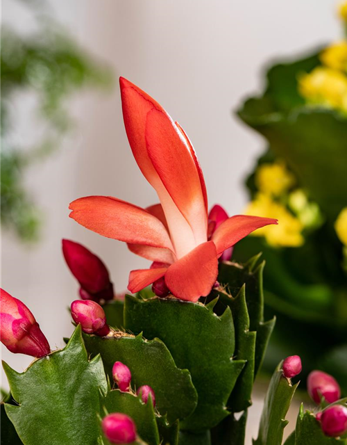 Schlumbergera Exotic Red