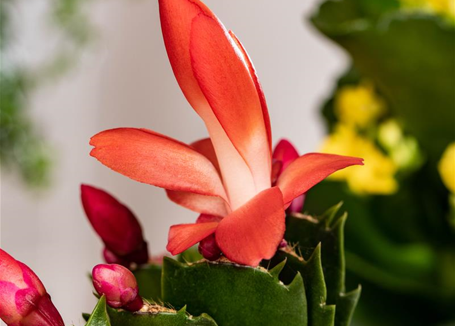 Schlumbergera Exotic Red