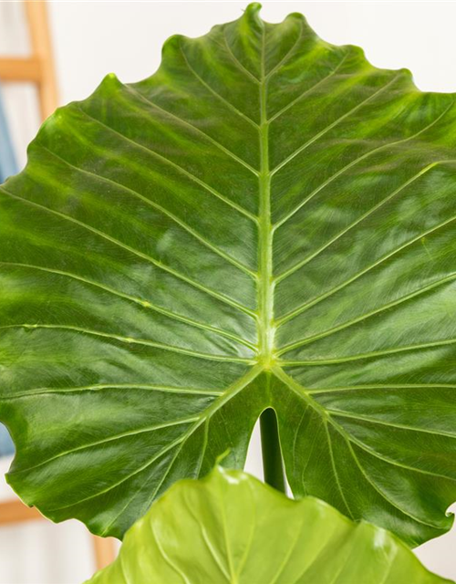 Alocasia Gageanan