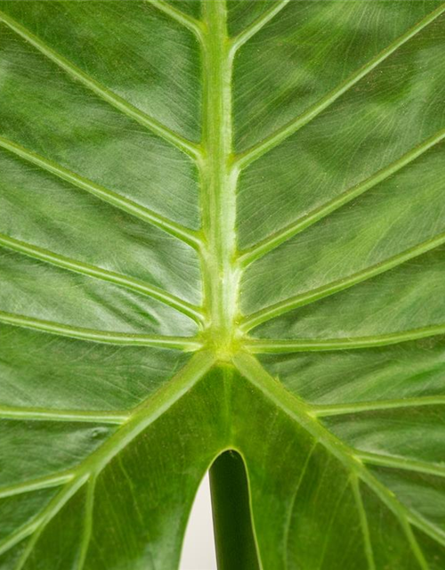 Alocasia Gageanan