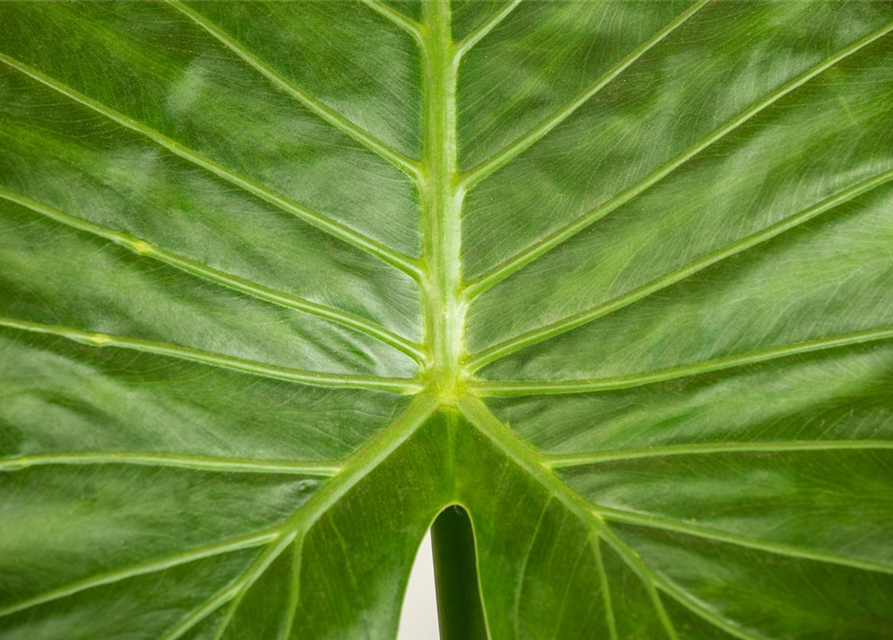 Alocasia Gageanan