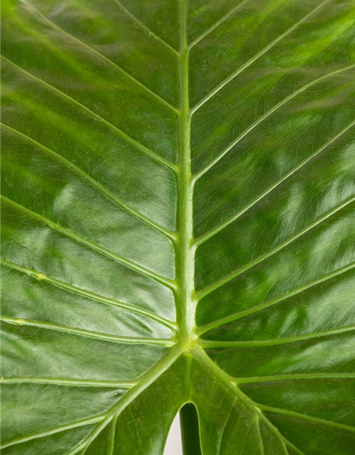 Alocasia Gageanan