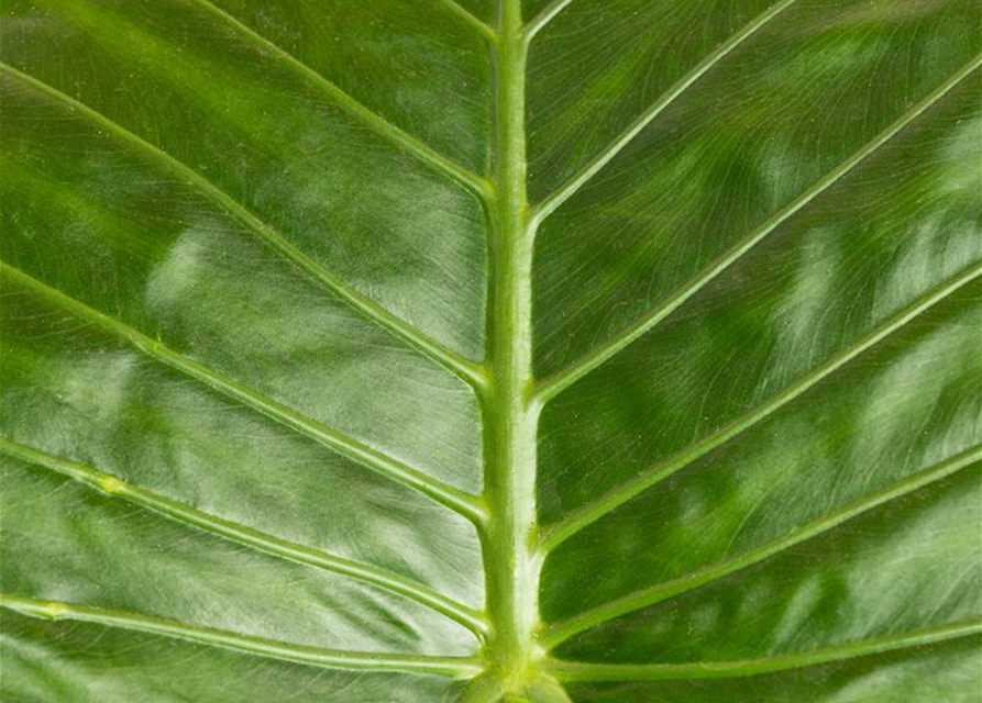 Alocasia Gageanan