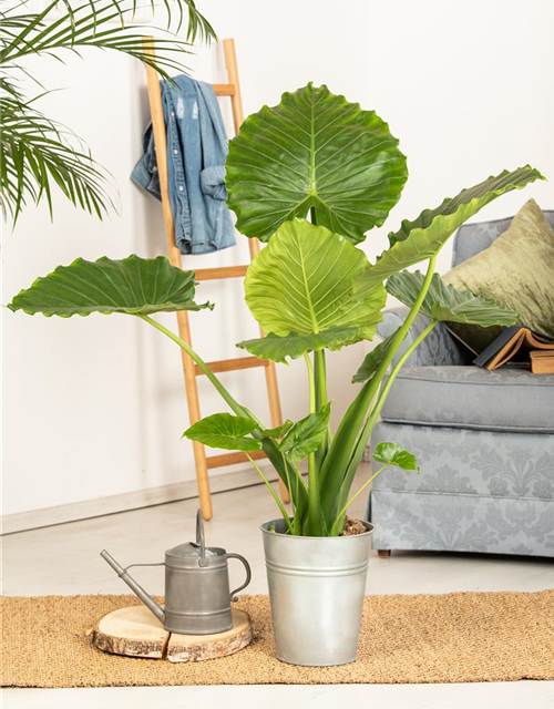 Alocasia Gageanan