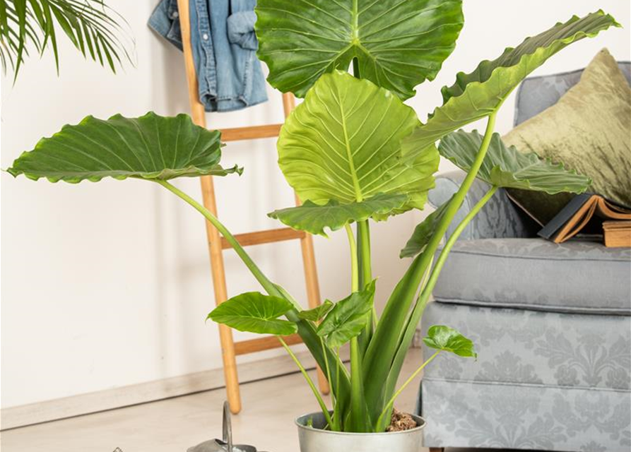 Alocasia Gageanan