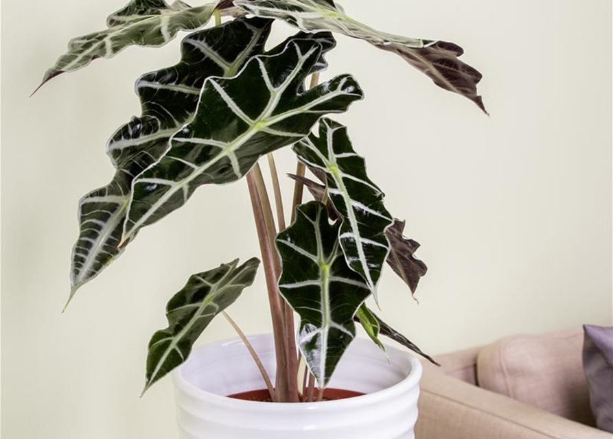 Alocasia Princess