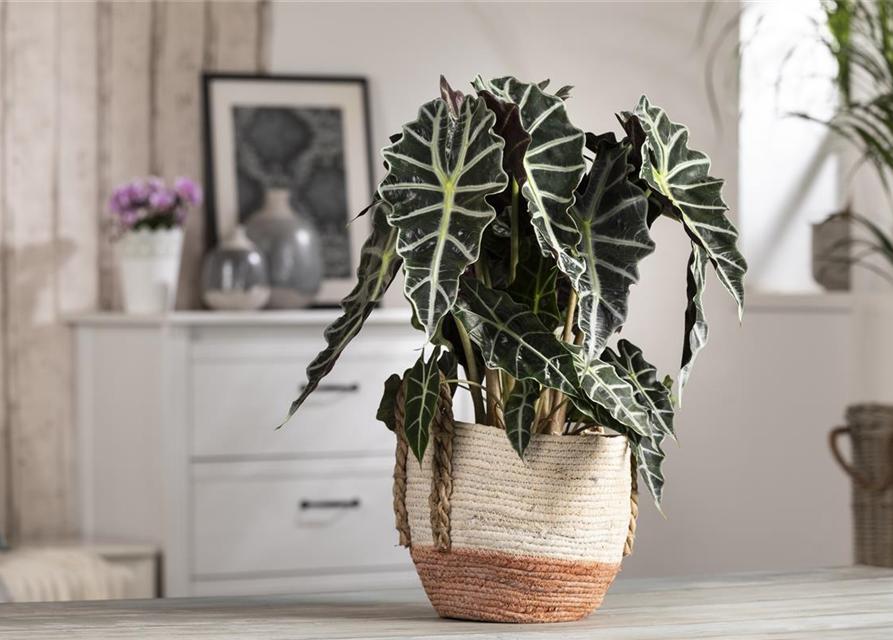 Alocasia 