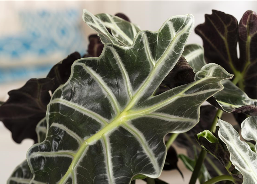 Alocasia 