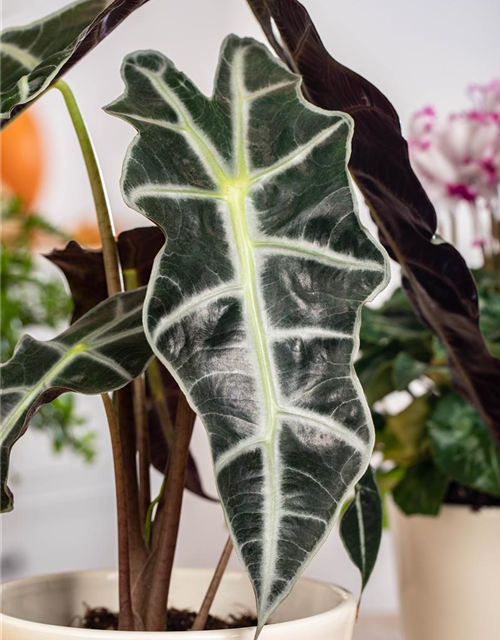 Alocasia 