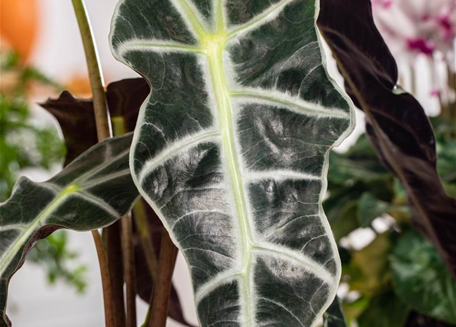 Alocasia 