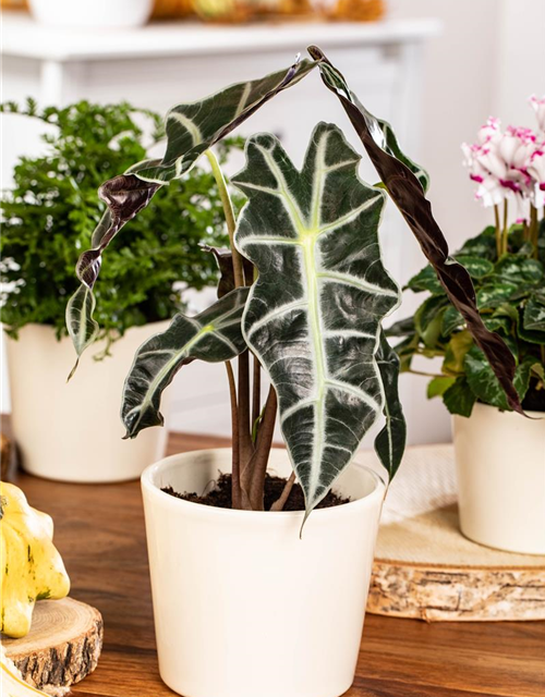 Alocasia 