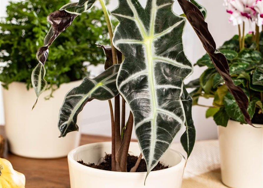 Alocasia 