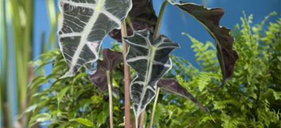 Alocasia Princess