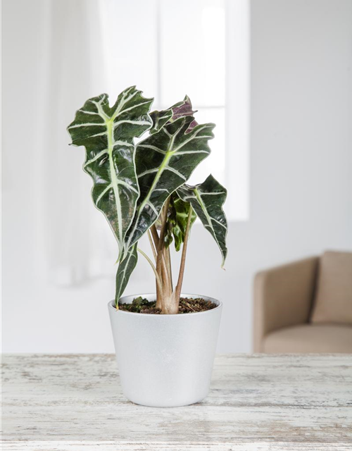 Alocasia Princess