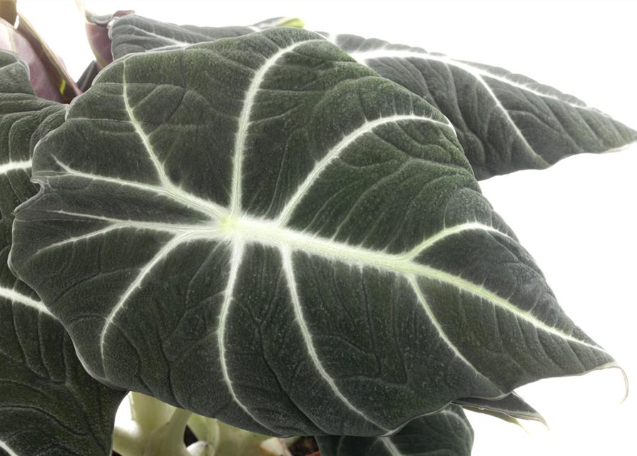 Alocasia Princess