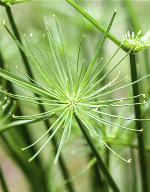 Cyperus Haspann12 cm