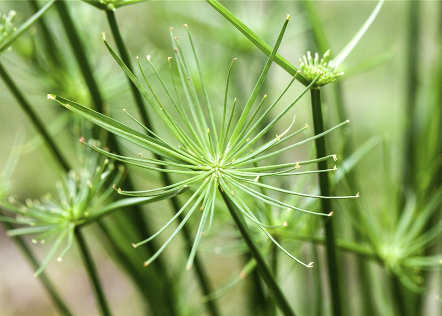 Cyperus Haspann12 cm