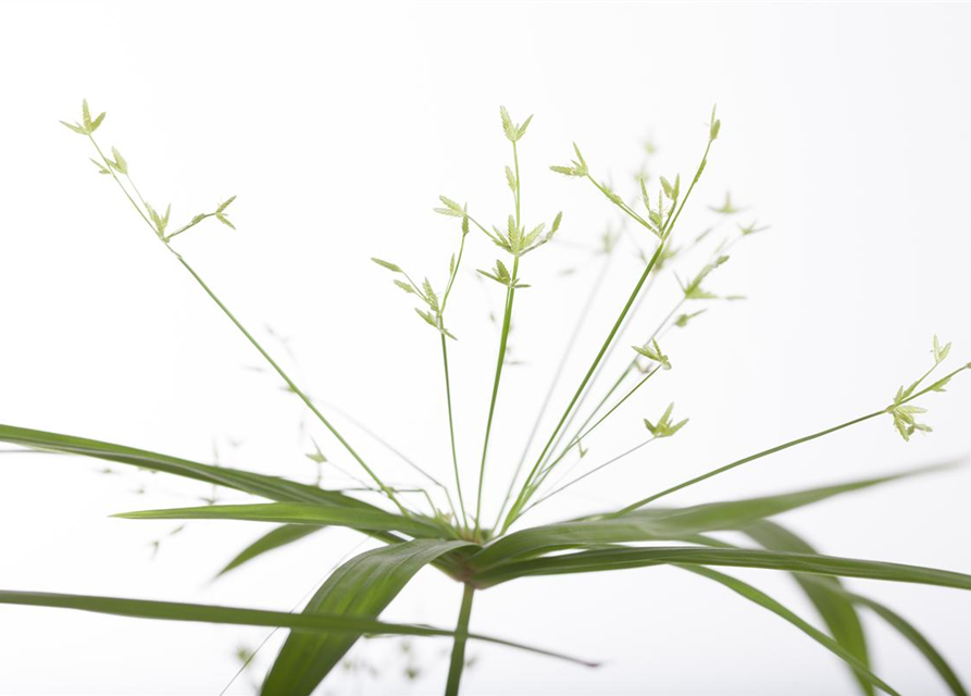 Cyperus Haspann12 cm