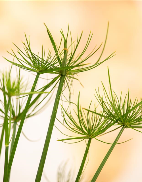 Cyperus Haspann12 cm