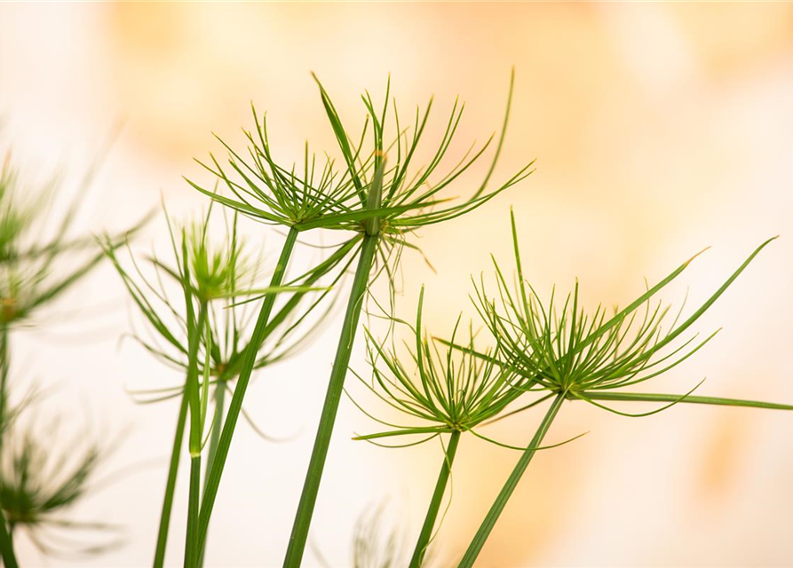 Cyperus Haspann12 cm