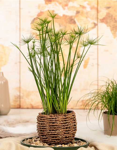 Cyperus Haspann12 cm