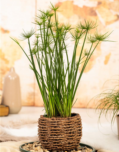 Cyperus Haspann12 cm