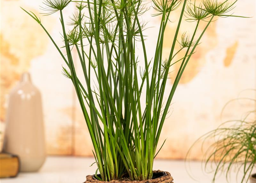 Cyperus Haspann12 cm