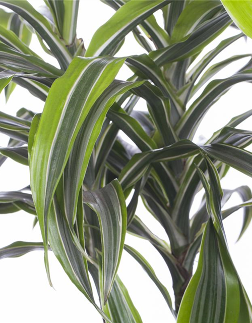 Dracaena 