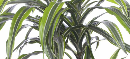 Dracaena 