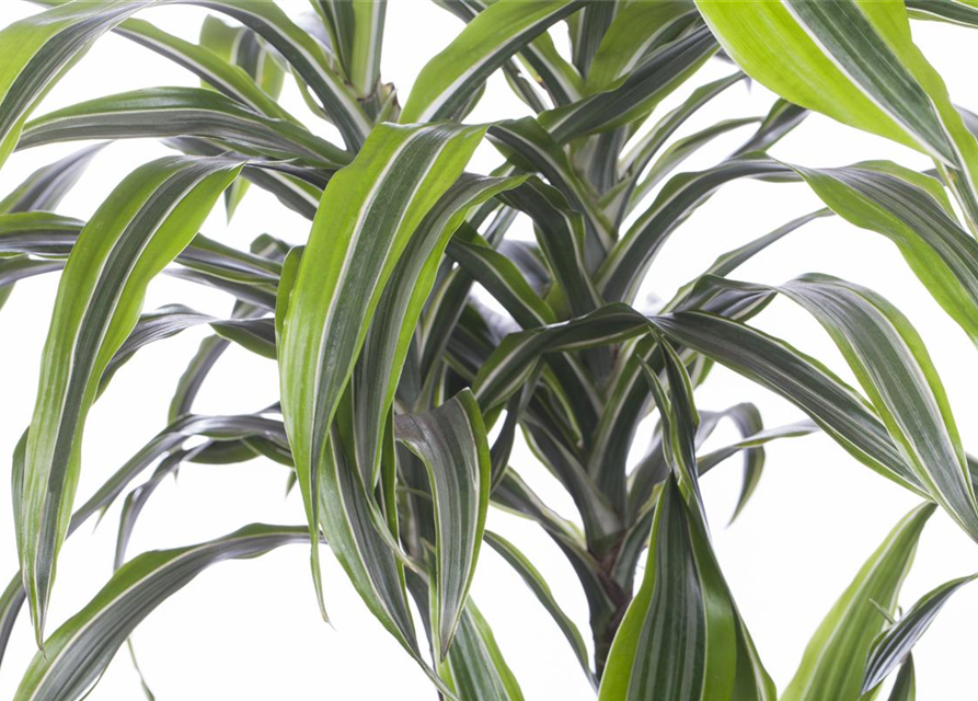 Dracaena 