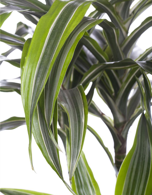 Dracaena 