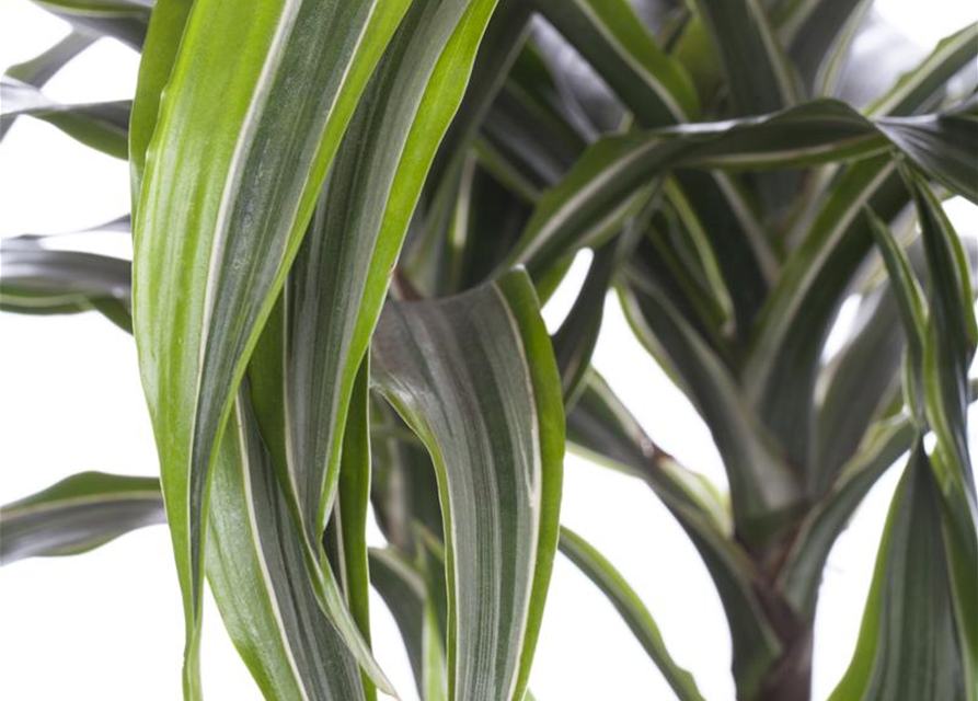 Dracaena 