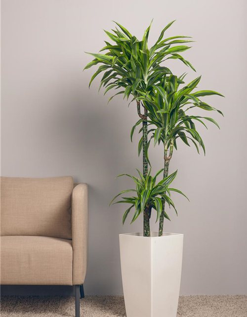 Dracaena 