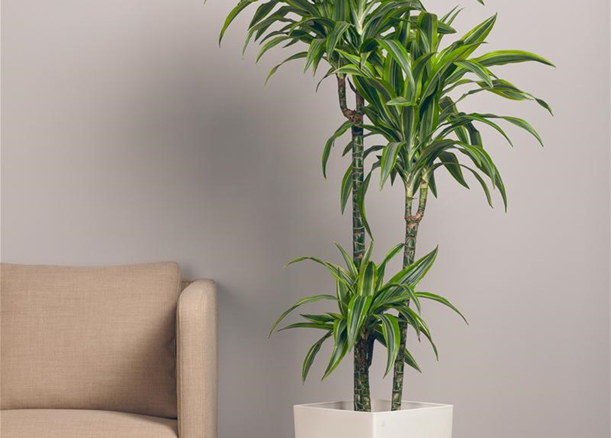 Dracaena 