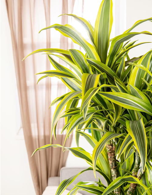 Dracaena 