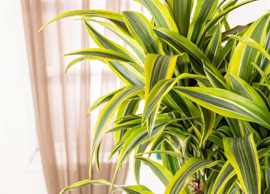 Dracaena 