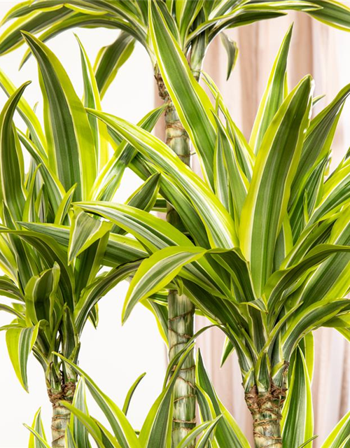 Dracaena 