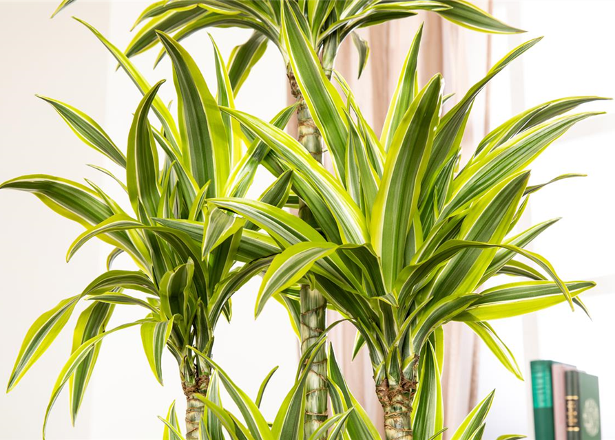 Dracaena 