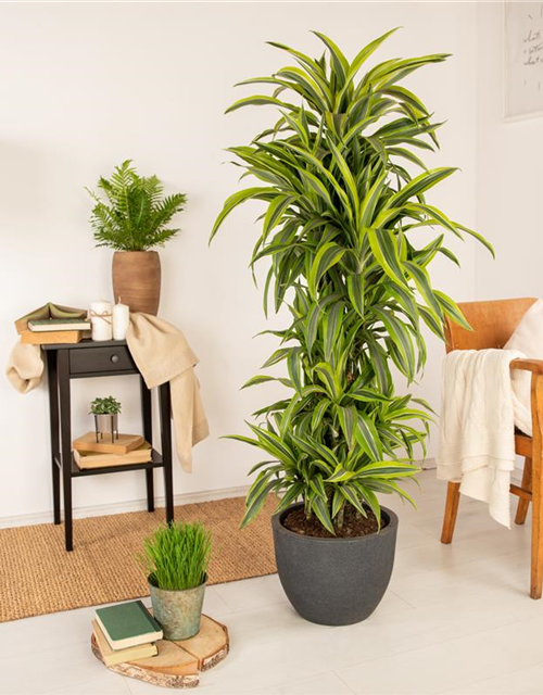 Dracaena 