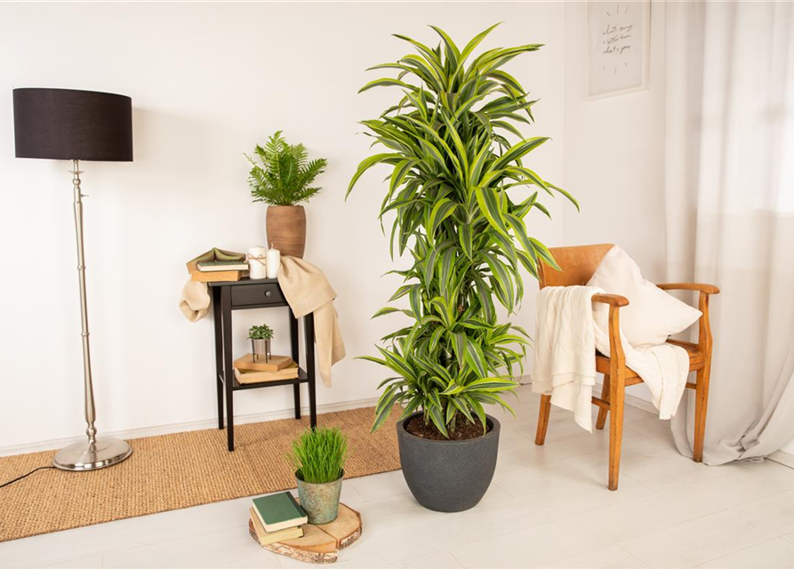 Dracaena 