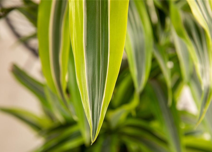 Dracaena 