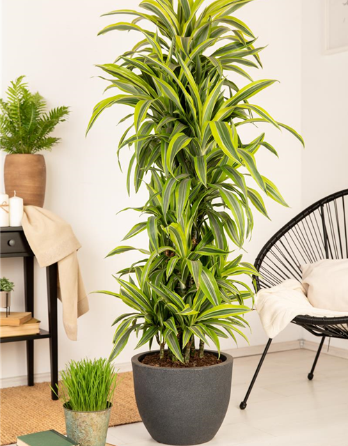 Dracaena 