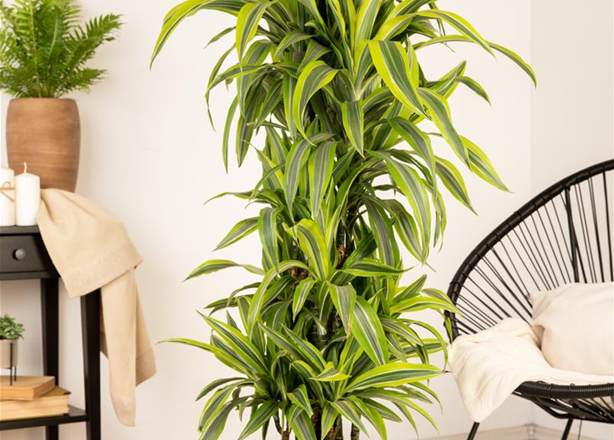 Dracaena 