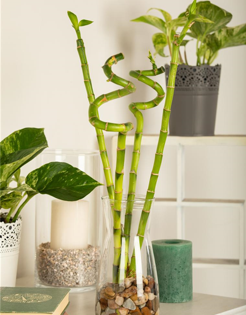 Lucky Bamboo Spirale