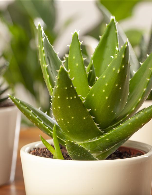 Aloe Delaetii