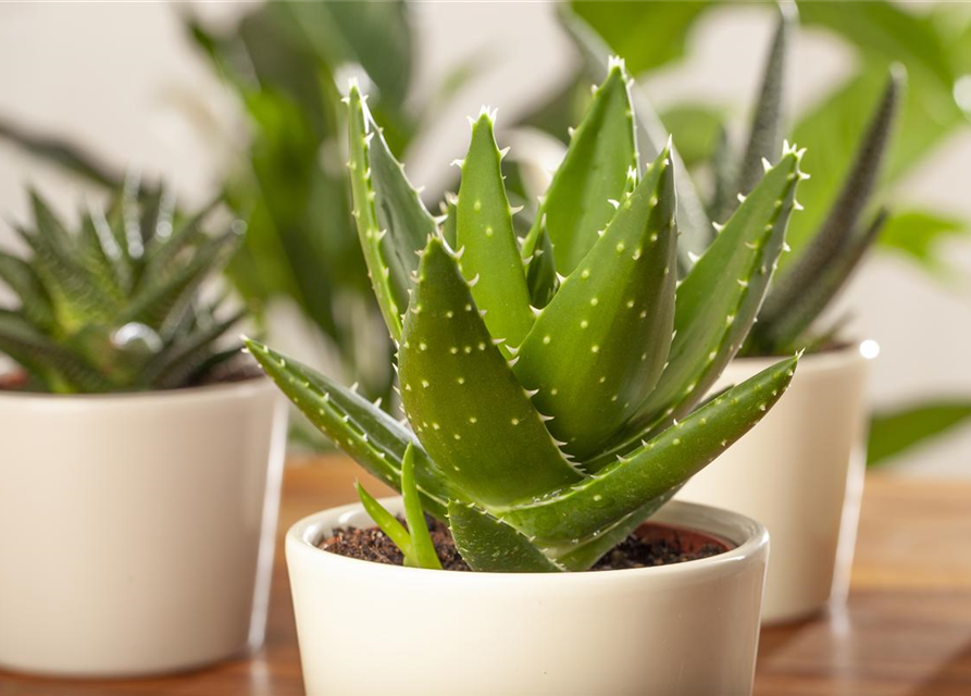 Aloe Delaetii