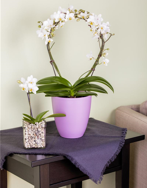 Phalaenopsis Bogen 