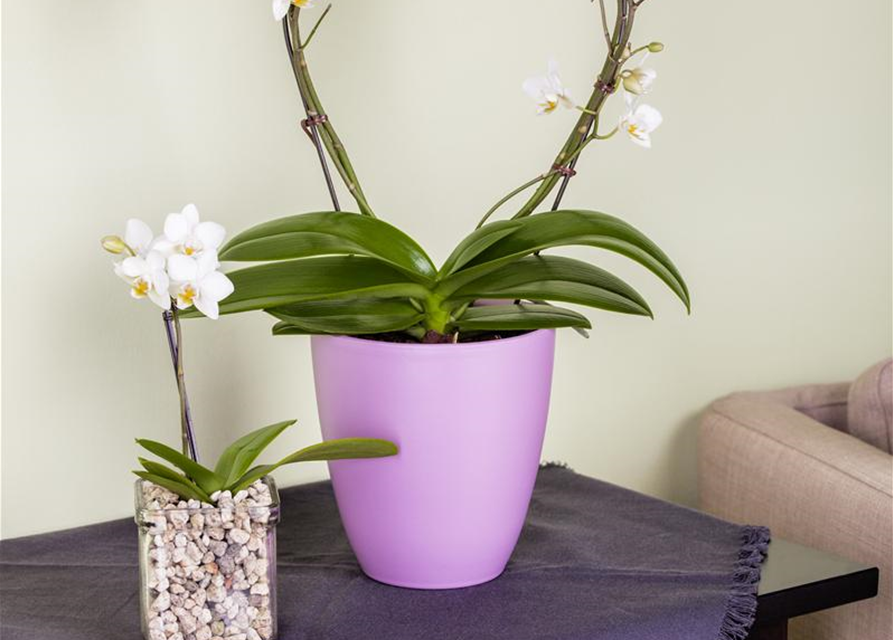 Phalaenopsis Bogen 